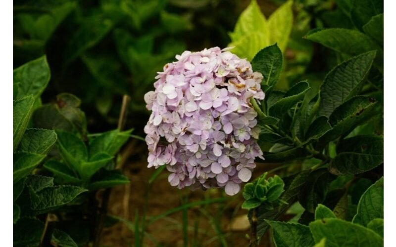 tinkama žieminė hortenzijų uždengimo technika