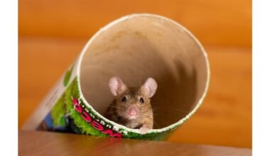 kvapai, atbaidantys graužikus