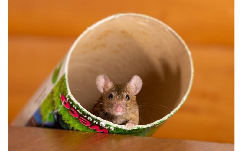 kvapai, atbaidantys graužikus