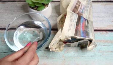 trumpas sėklų daigumo testas