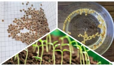 mirko sėklas vandenilio perokside