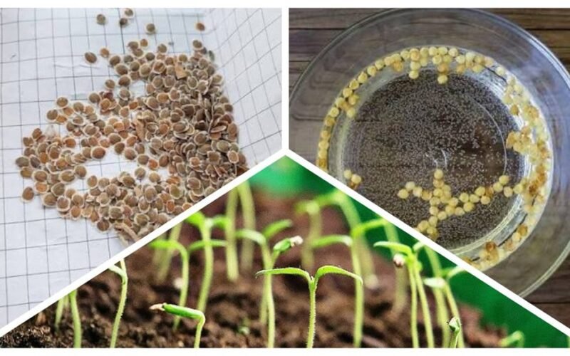 mirko sėklas vandenilio perokside