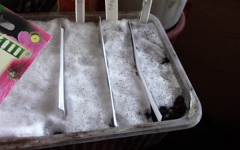 sėti petunijas ir lobelijas