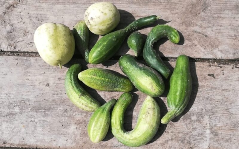 retai susiformavusios beskonės agurkos