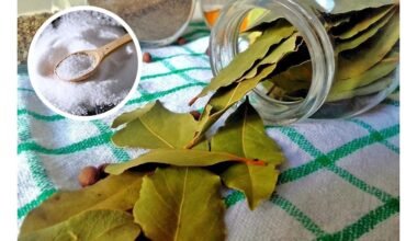 pabarstė lauro lapą druska