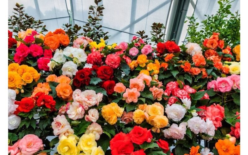 pradėti sėklas baconflower