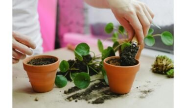 šios gėlės atneša namų harmoniją