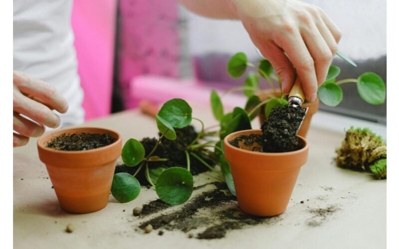 šios gėlės atneša namų harmoniją