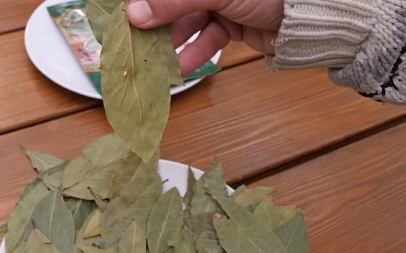 trys lauro lapų dėmės