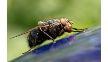 dvi musės lašai bėga