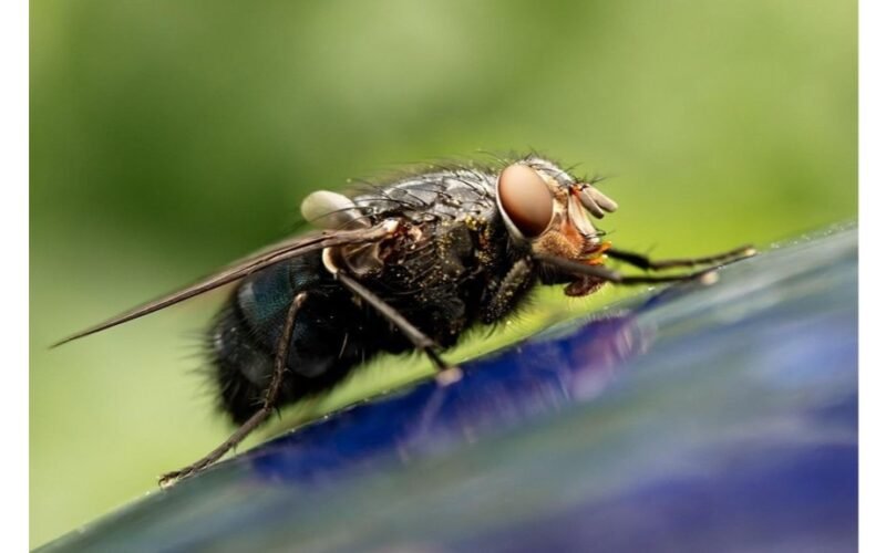 dvi musės lašai bėga