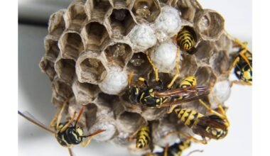 dingo du paprasti žingsniai