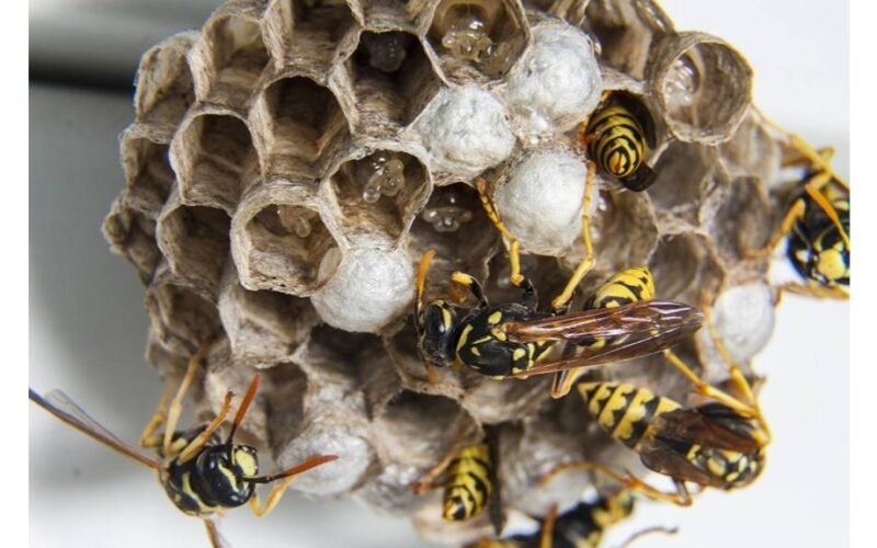 dingo du paprasti žingsniai