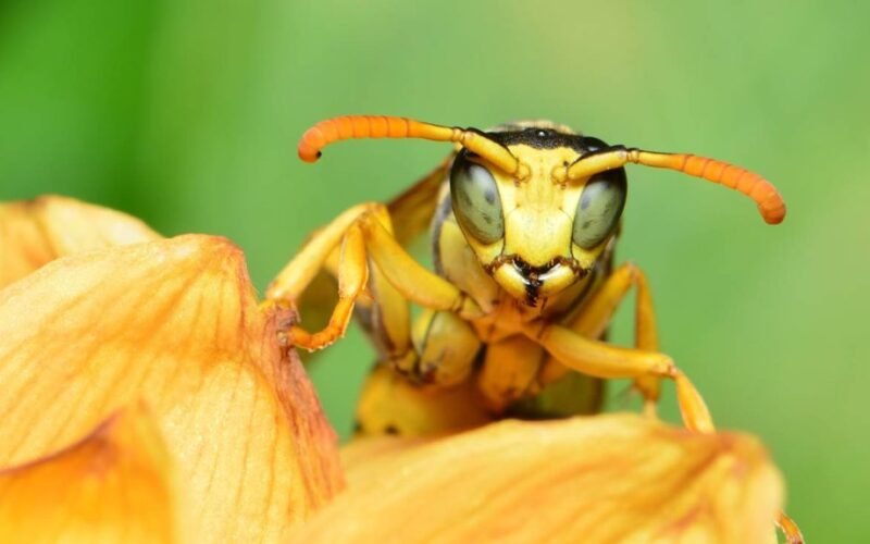 nuplautas musės popierius vėjas