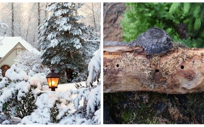 žiemos kenkėjai, darantys žalą sodybai