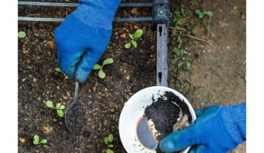 Kavos tirščiai gerina dirvožemį