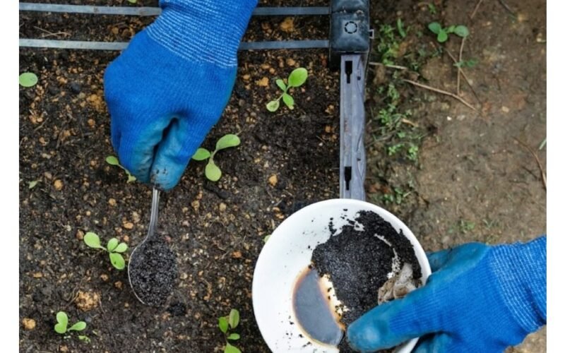 Kavos tirščiai gerina dirvožemį