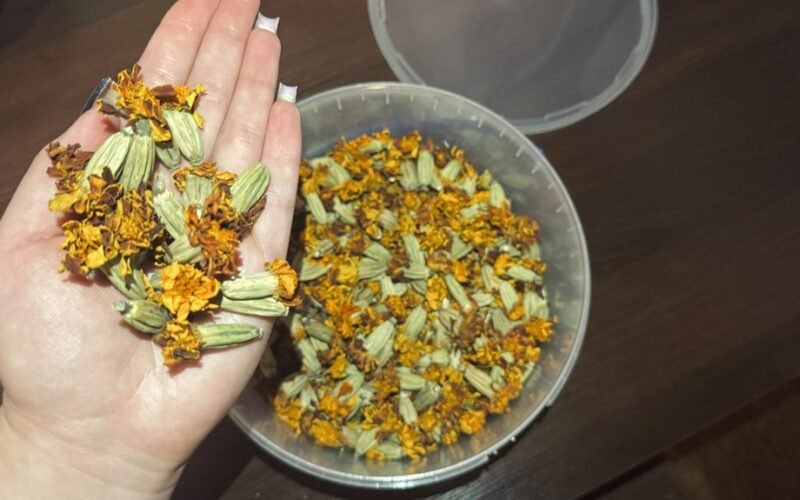 sausa ramunėlių žolė tris kartus per dieną