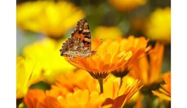 Efektyvūs sodo augalai kenkėjų kontrolei