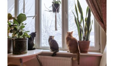 pirmoji pagalba kambarinėms gėlėms