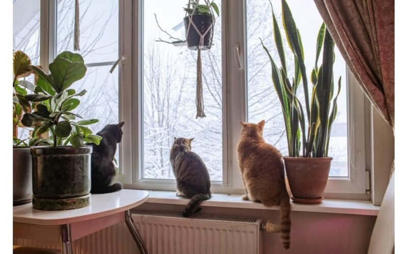 pirmoji pagalba kambarinėms gėlėms