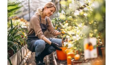 penkios prieš sėją daromos klaidos, griaunančios kitų metų derlių