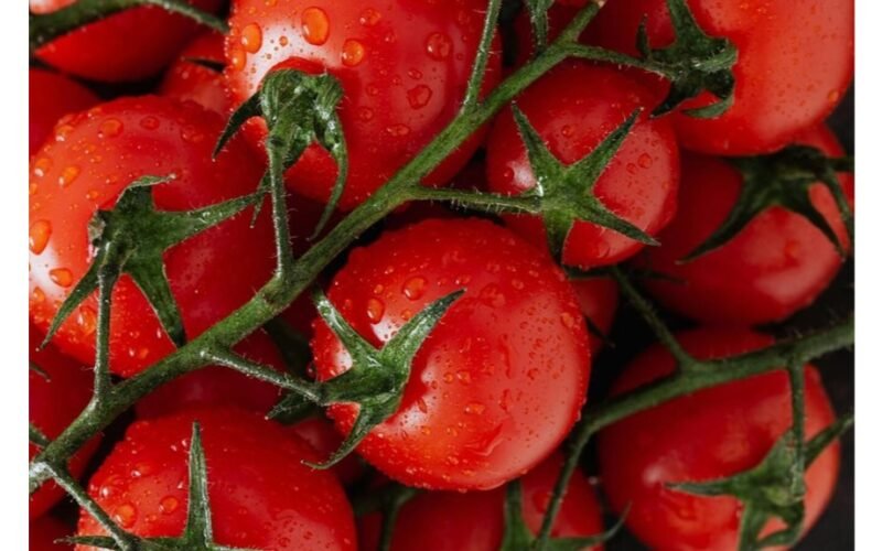 senovinės pomidorų veislės klesti