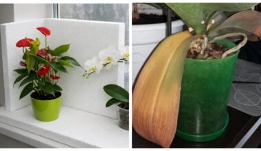 Kambariniai augalai klesti esant 20 °C