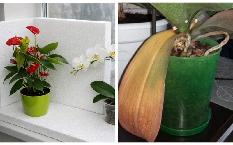 Kambariniai augalai klesti esant 20 °C