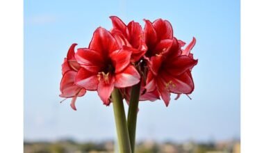 jei tinkamai prižiūrima