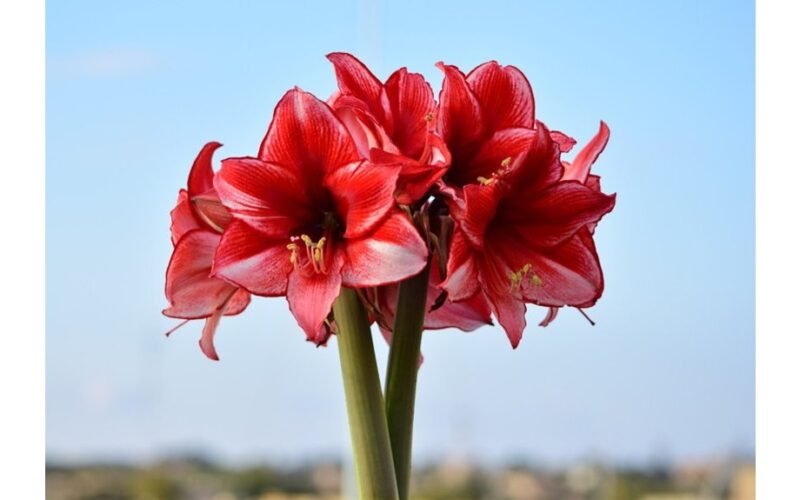 jei tinkamai prižiūrima