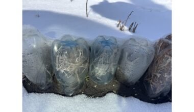 mini šiltnamis iš šiukšlių