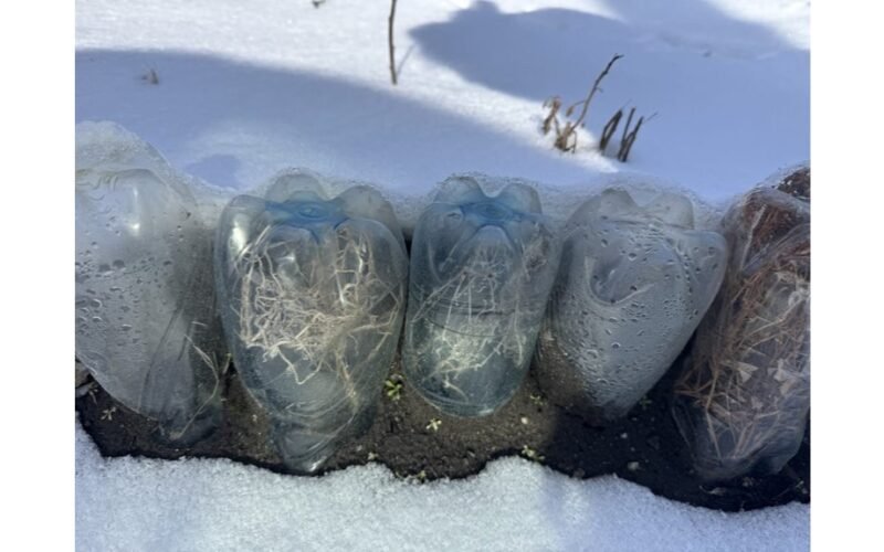 mini šiltnamis iš šiukšlių