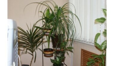 pinigus pritraukiantis namų kampas