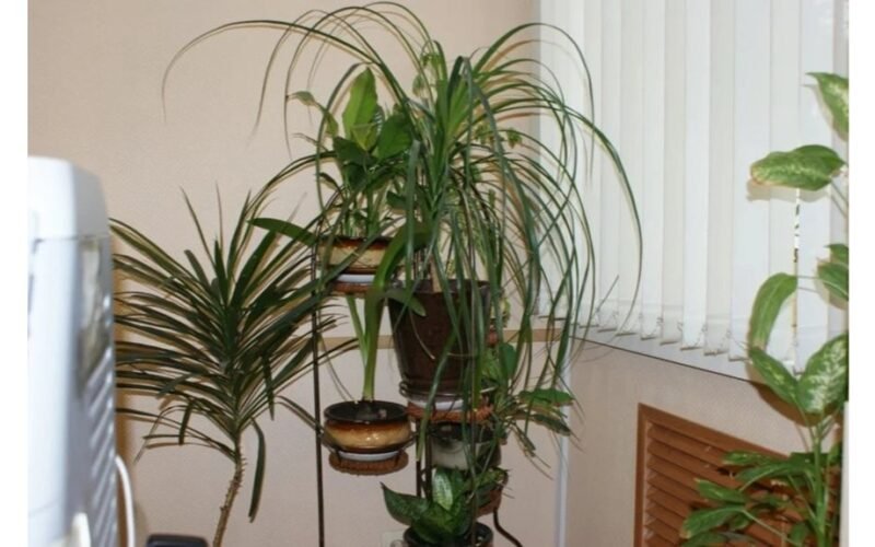 pinigus pritraukiantis namų kampas