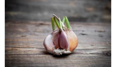 dauguma žmonių klausia apie sudygusį česnaką