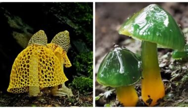fotogeniškiausi neįprasti grybai visame pasaulyje