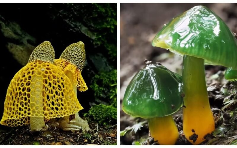 fotogeniškiausi neįprasti grybai visame pasaulyje
