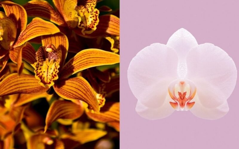 orchidėja transformavo langą į langą