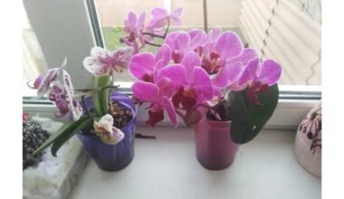 Padėkite bananą šalia orchidėjos