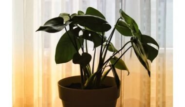 Augalas neva išsiurbia namų energiją