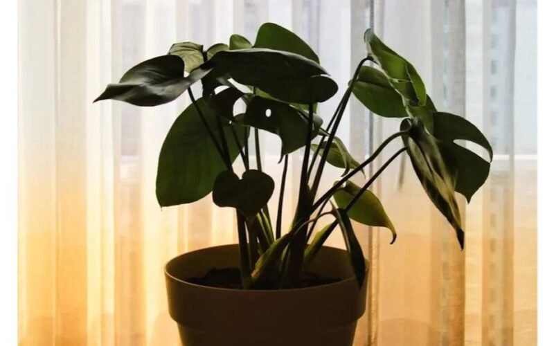 Augalas neva išsiurbia namų energiją