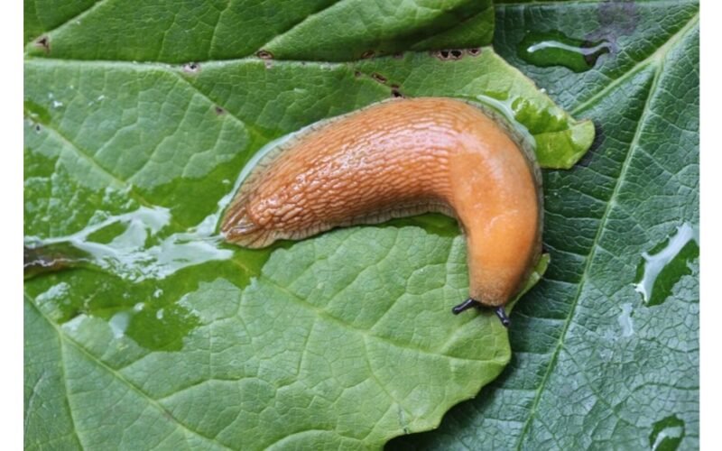 Augalas, atbaidantis šliužus