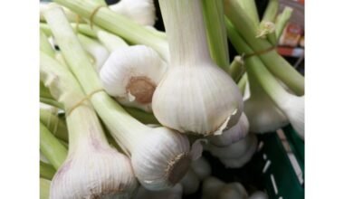 žiemos česnakų sodinimo patarimai