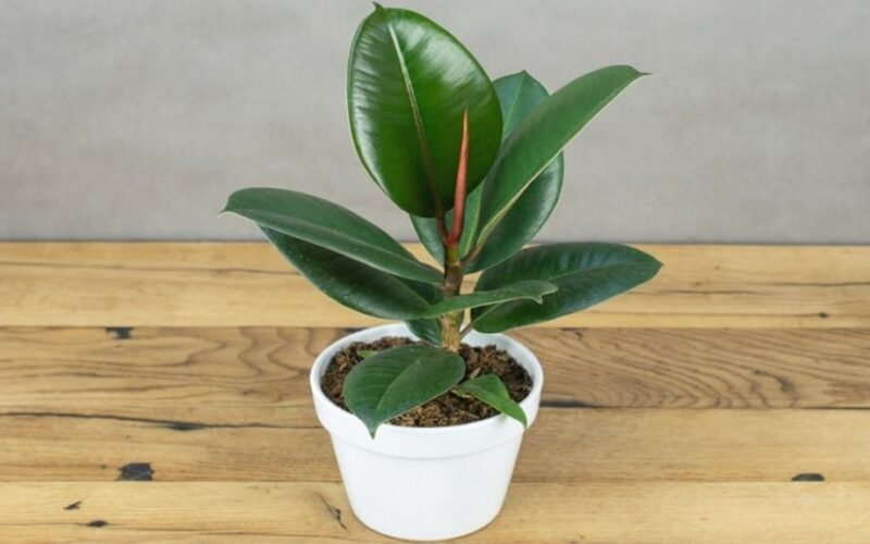 Atgaivinkite savo vešlų fikusą