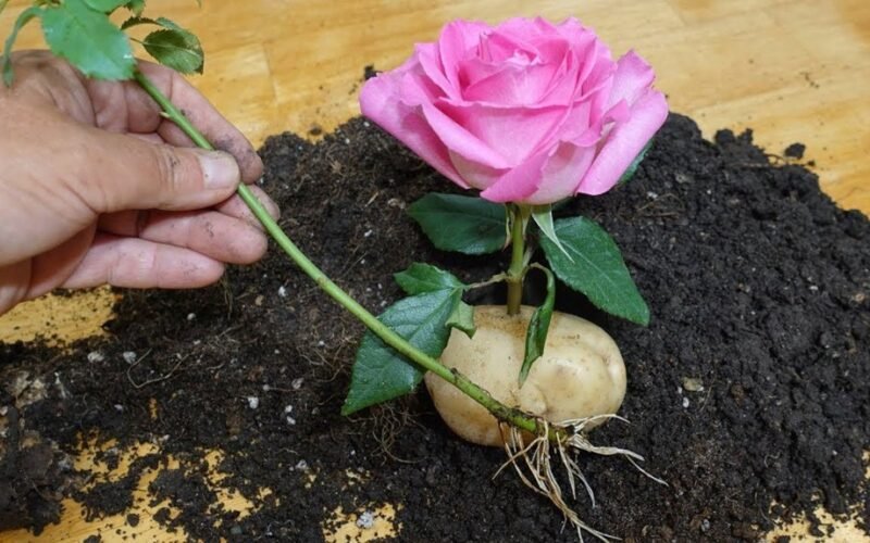 rosos perkirtimas įsišaknijęs bulvėje