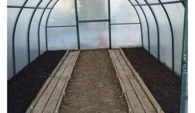 išgelbėkite šiltnamį nuo piktžolių