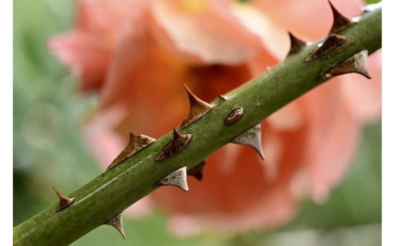 rožių atžalų išsaugojimas palei tvorą