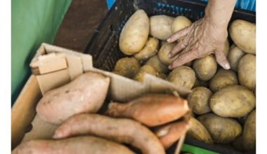 slaptas bulvių saugojimo vieta