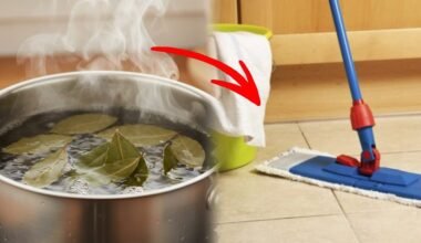 septynios lauro lapeliai grindų ploviklis